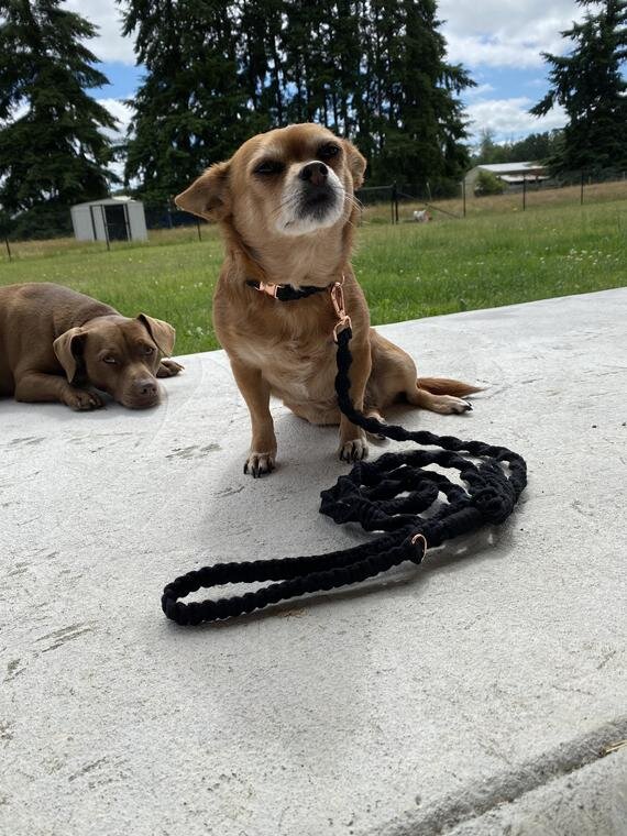 Personalized Macramé Dog Leash